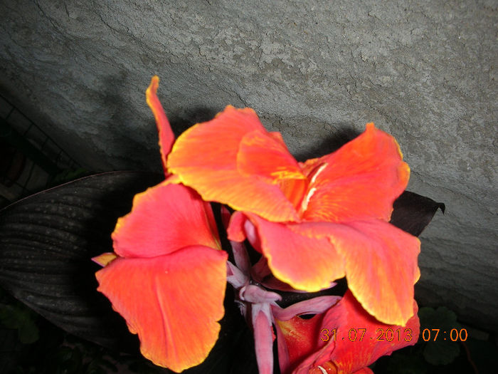 DSCN5088