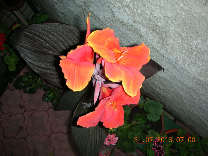 DSCN5089