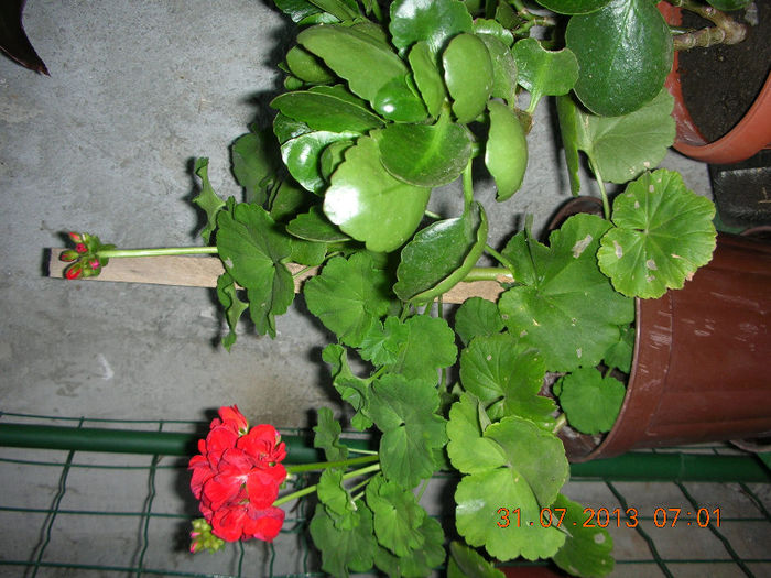 DSCN5091