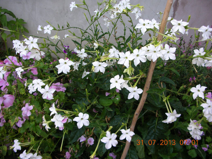 DSCN5093