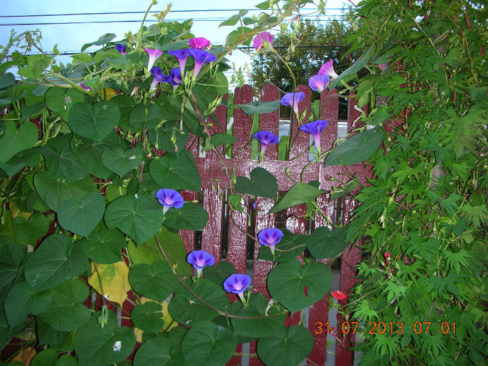 DSCN5094