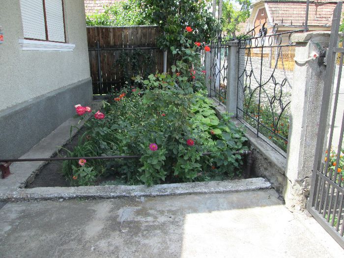 IMG_0052 - gradina mea