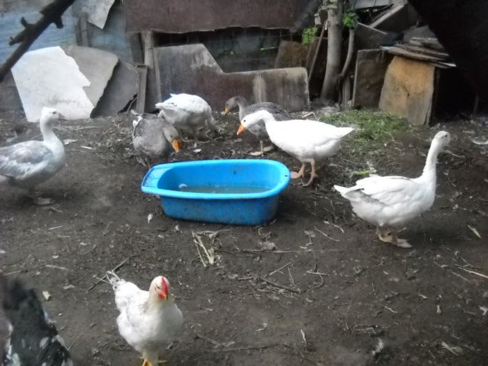 Picture 1072 - achizitie boboci de gasca