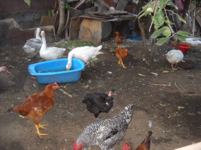 Picture 1064 - achizitie boboci de gasca