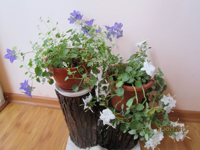 IMG_6754 - Florile mele in iulie