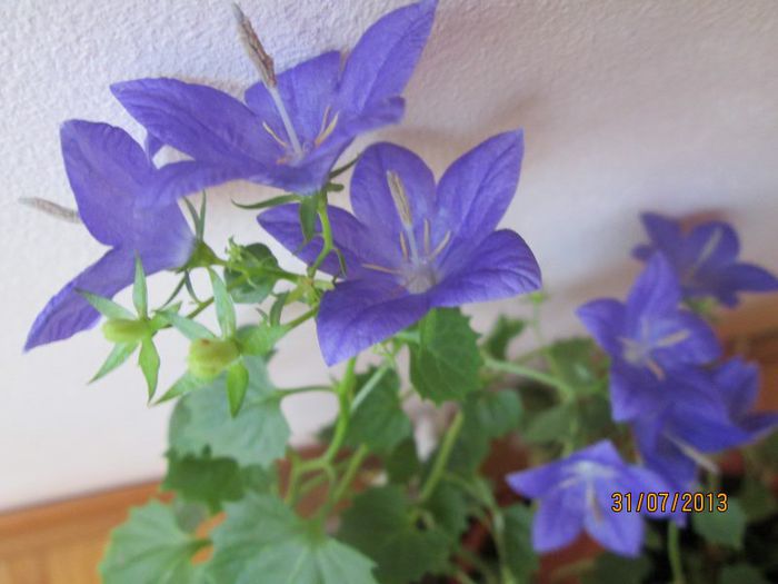 IMG_6767 - Florile mele in iulie