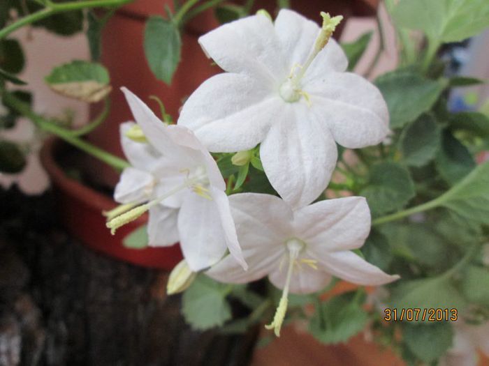 IMG_6766 - Florile mele in iulie