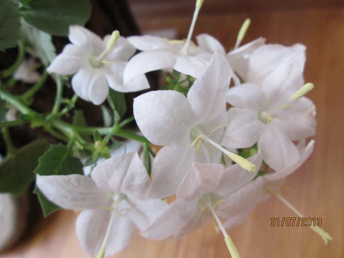 IMG_6764 - Florile mele in iulie