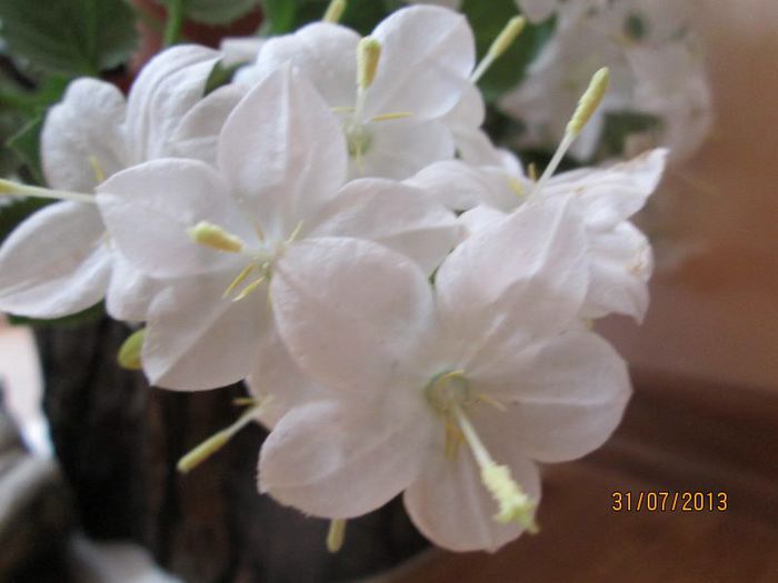 IMG_6763 - Florile mele in iulie