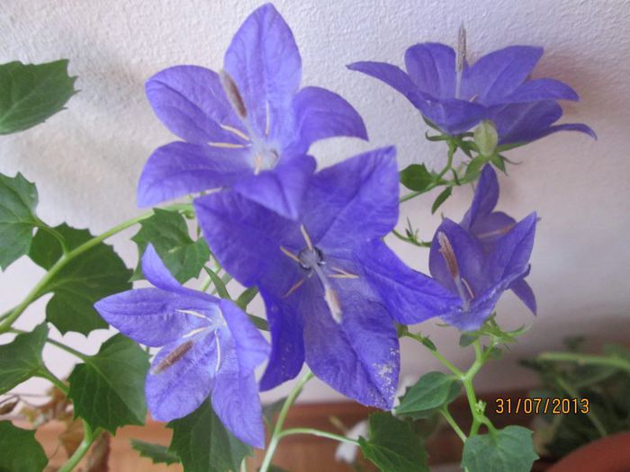 IMG_6761 - Florile mele in iulie