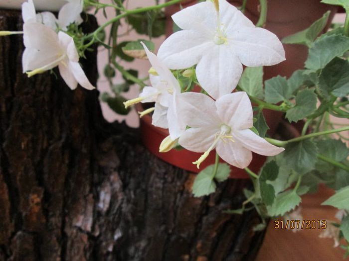 IMG_6759 - Florile mele in iulie