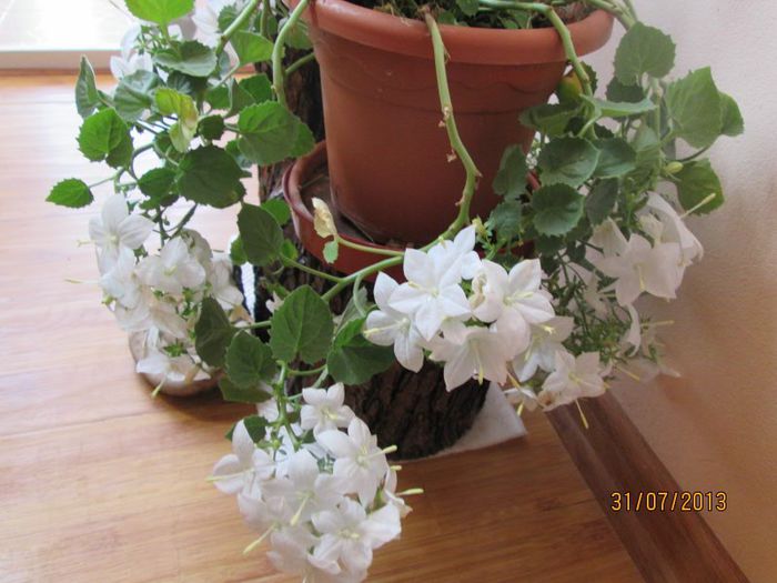 IMG_6758 - Florile mele in iulie