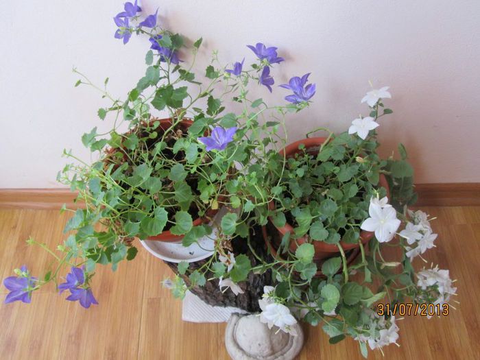 IMG_6755 - Florile mele in iulie