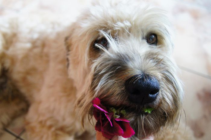 DSC03674 - IRISH SOFT COATED WHEATEN TERRIER