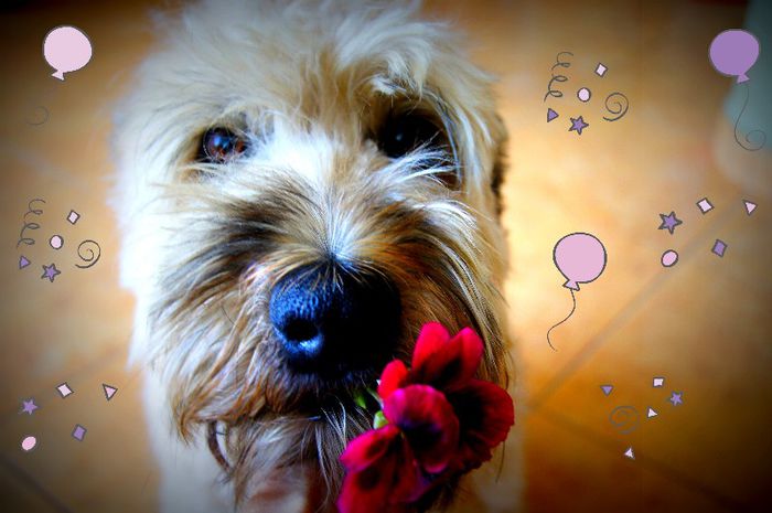 DSC03670-001 - IRISH SOFT COATED WHEATEN TERRIER