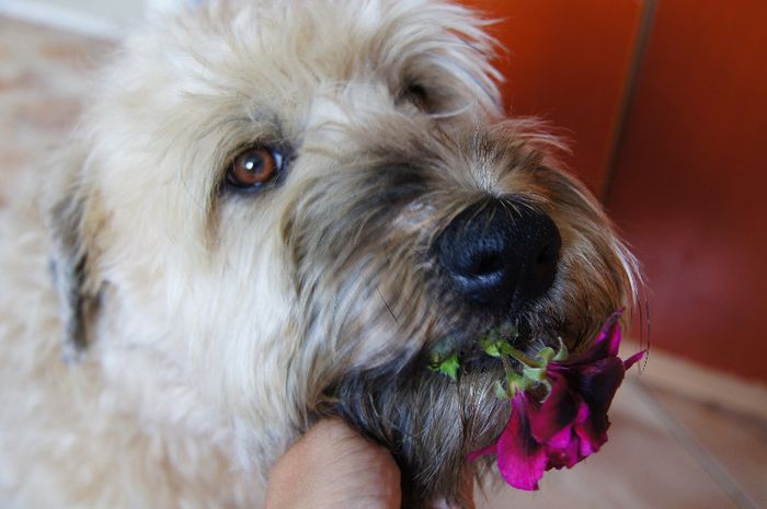 DSC03673 - IRISH SOFT COATED WHEATEN TERRIER