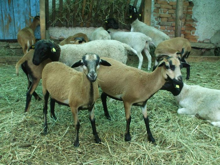 primi oi Kamerun in jud.Covasna