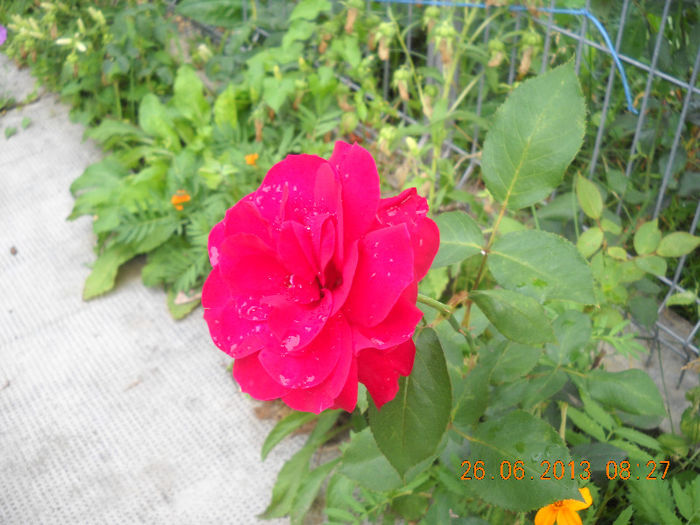 DSCN0967 - iulie 2013