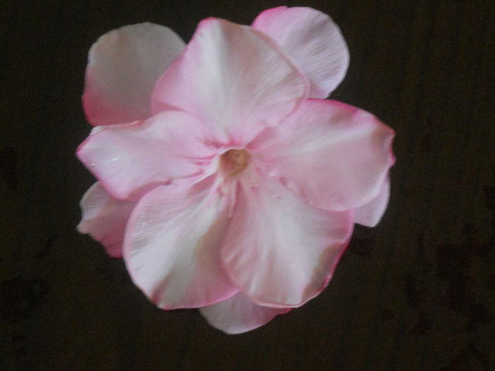 043