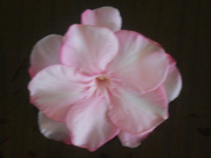 050