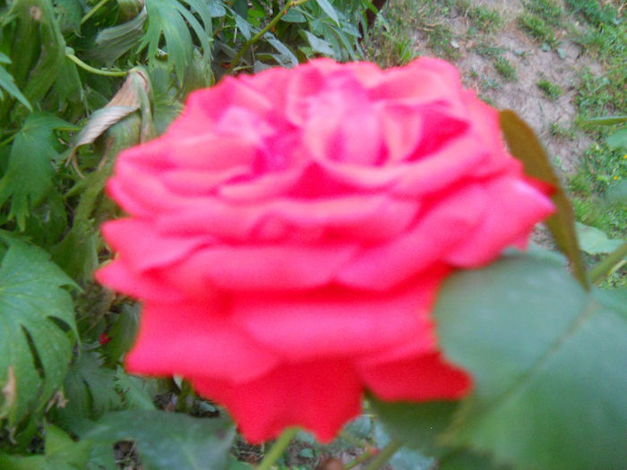 086 - trandafiri ll   2013
