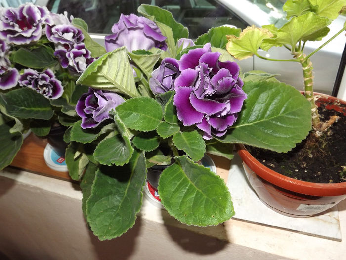 DSCF0362 - gloxinia