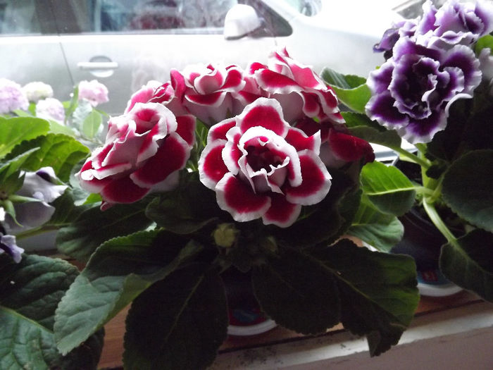 DSCF0364 - gloxinia