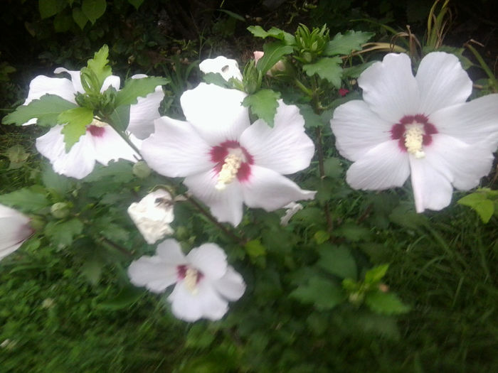 30.07 - hibiscusi 2013-2