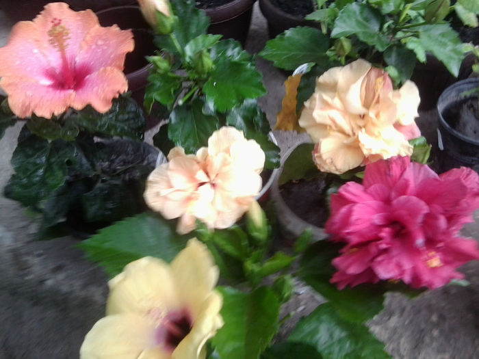 Fotografie5189 - hibiscusi 2013-2