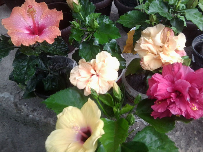 Fotografie5190 - hibiscusi 2013-2