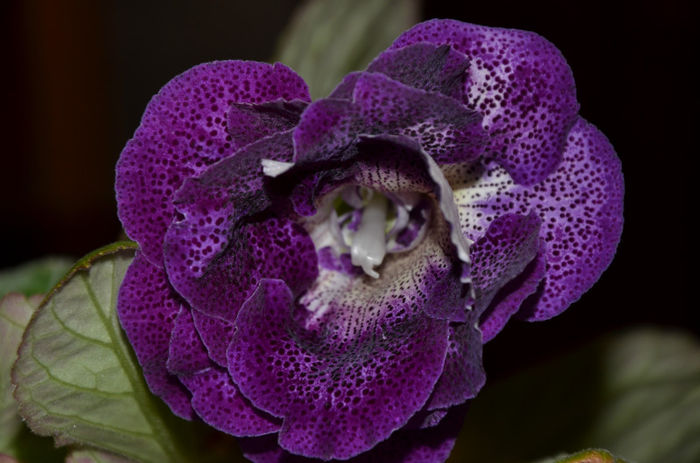 Koketka Blue - Gloxinii 2013