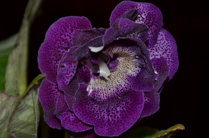 Koketka Blue - Gloxinii 2013