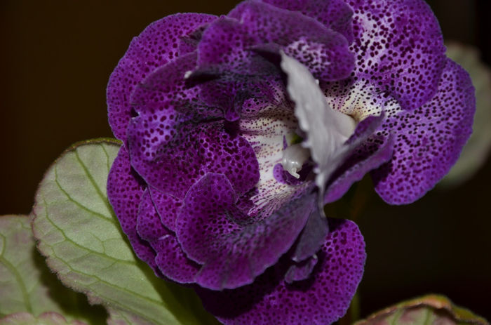 Koketka Blue - Gloxinii 2013