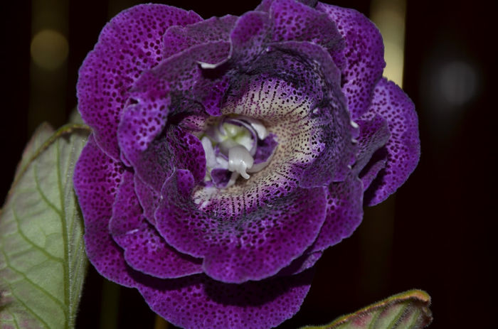 Koketka Blue - Gloxinii 2013