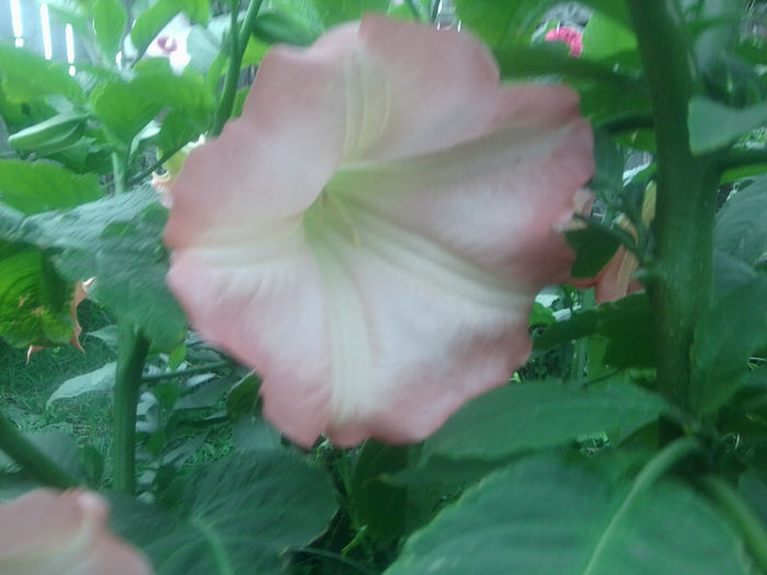 Fotografie5171 - brugmansii si daturi 2013
