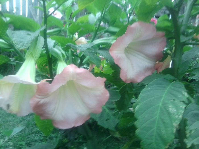 Fotografie5172 - brugmansii si daturi 2013