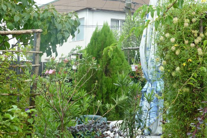 P1010132 - 006 31 07 2013