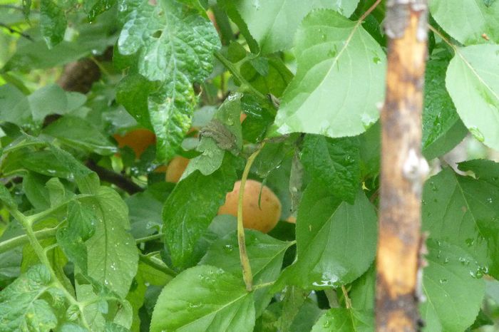 P1010134 - 006 31 07 2013