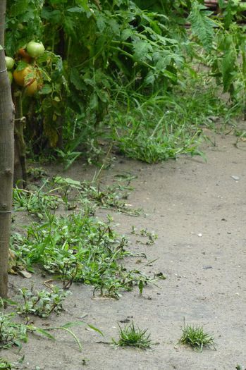 P1010135 - 006 31 07 2013