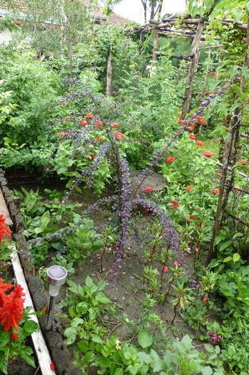 P1010136 - 006 31 07 2013