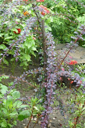 P1010137 - 006 31 07 2013