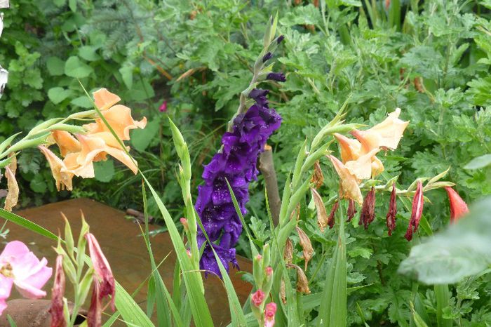 P1010149 - 006 31 07 2013