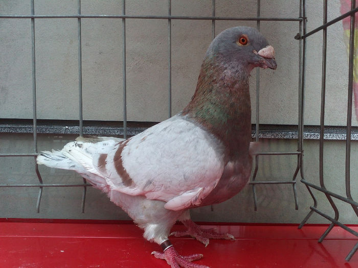 MASCUL - PORUMBEI AMERICANI