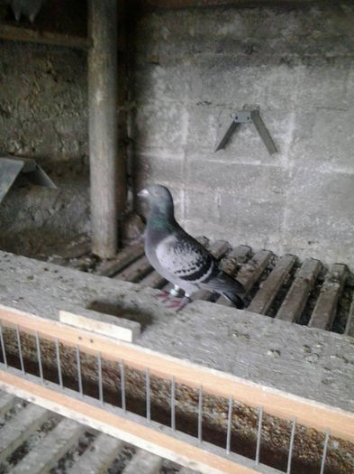 ASU; VENIT MOSCOVA 2013
