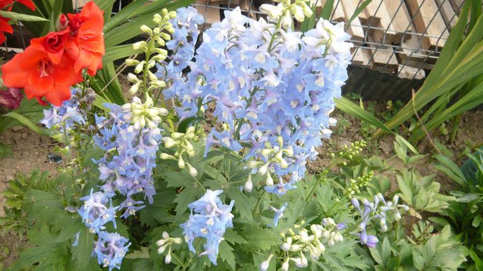 Picture 381 - Flori de vara