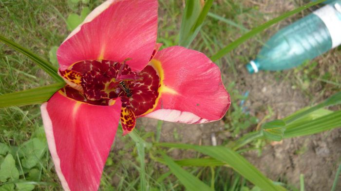 Picture 383 - Flori de vara