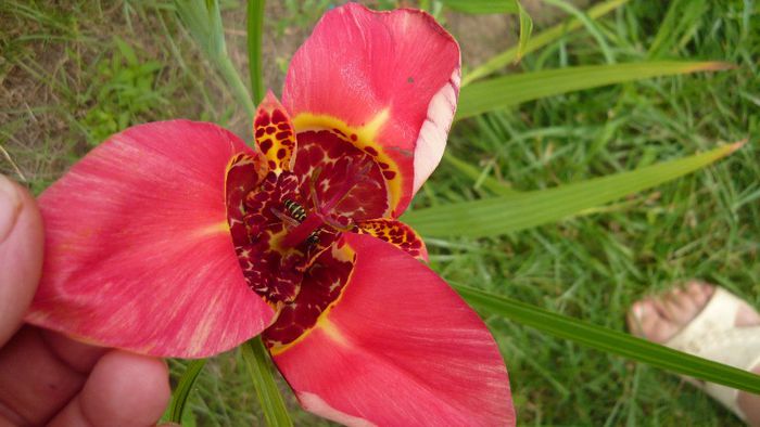 Picture 384 - Flori de vara