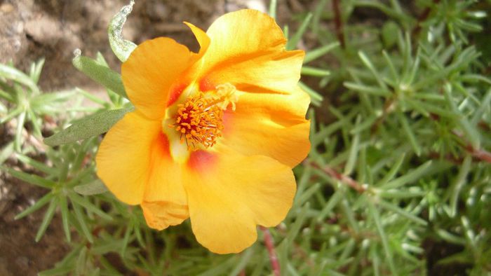 Picture 399 - Flori de vara