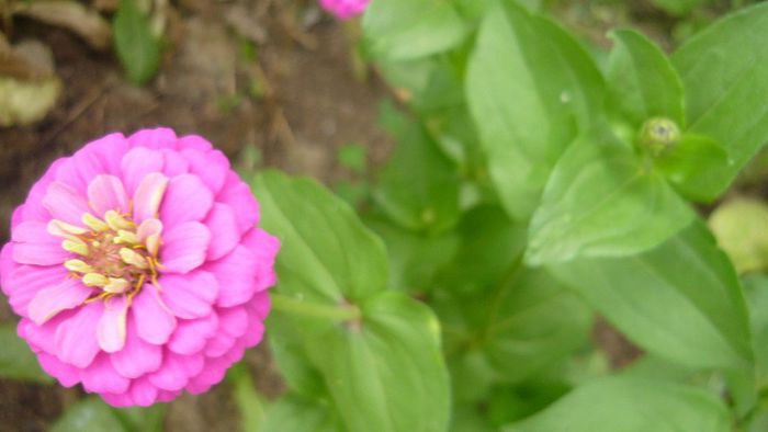 Picture 408 - Flori de vara