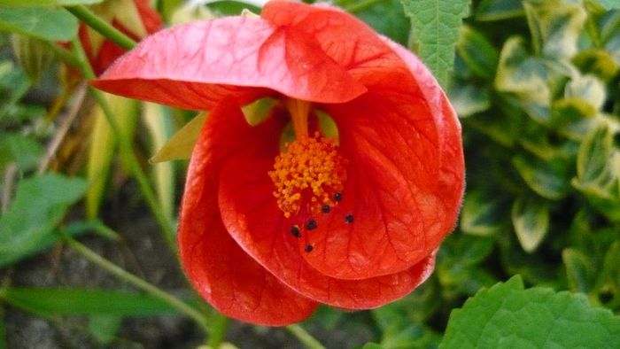 Picture 415 - Flori de vara